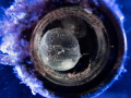   Cuttlefish egg bottleOlympus TG6 TG-6 TG  